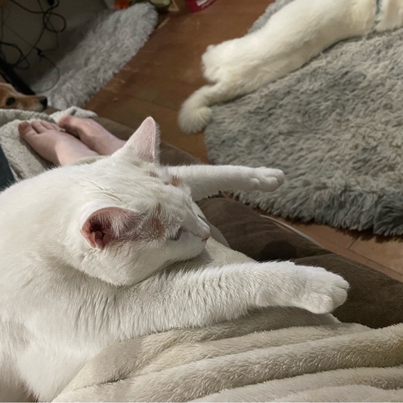 Meet your Posher, Angel - Picture 8 of 8